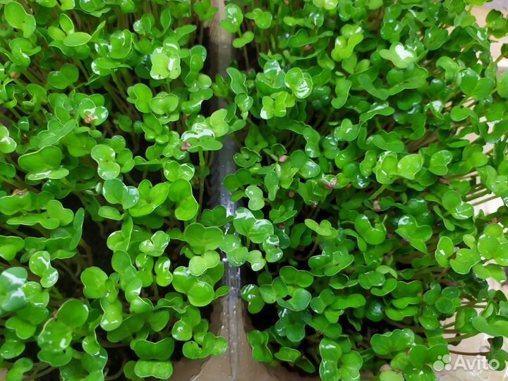 Микрозелень