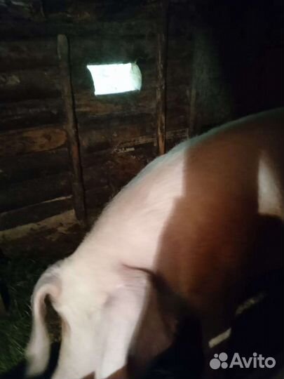 Поросенок ландрас