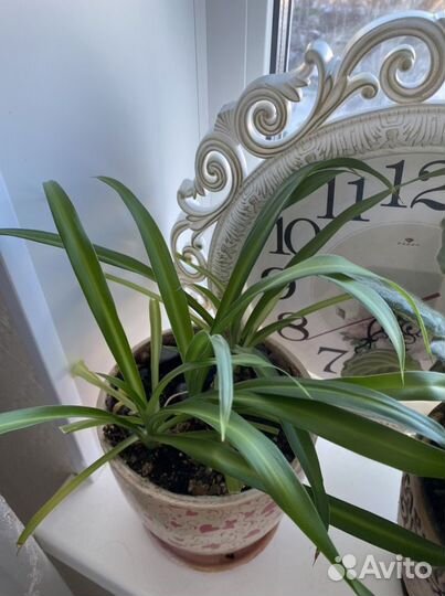 Комнатные растения