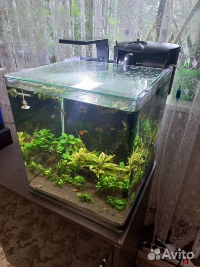 Аквариум кубики 20-64л juwel 54л Сомики пигмей