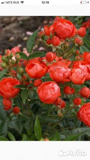 Роза оранж морсдаг