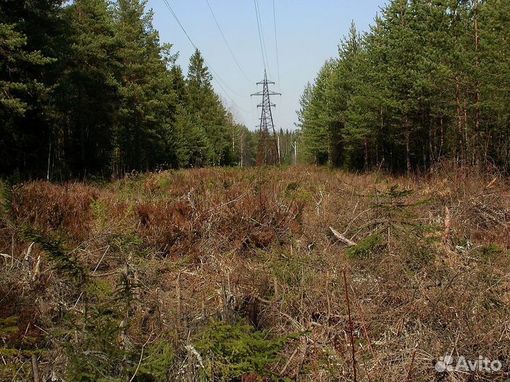 Ищу инвестора-партнера по расчистке лэп,газопровод