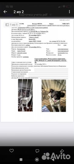 Собачки ищут дом