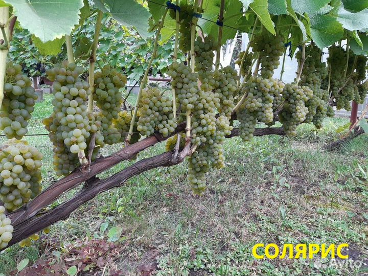 Саженцы винограда