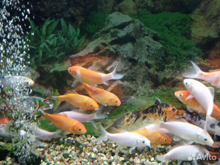 Карпы кои