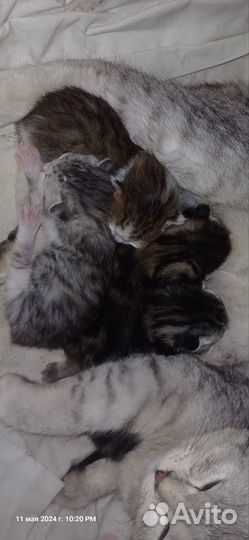 Котята, отдам в добрые руки