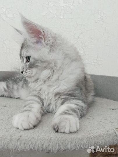 Котята мейн-кун