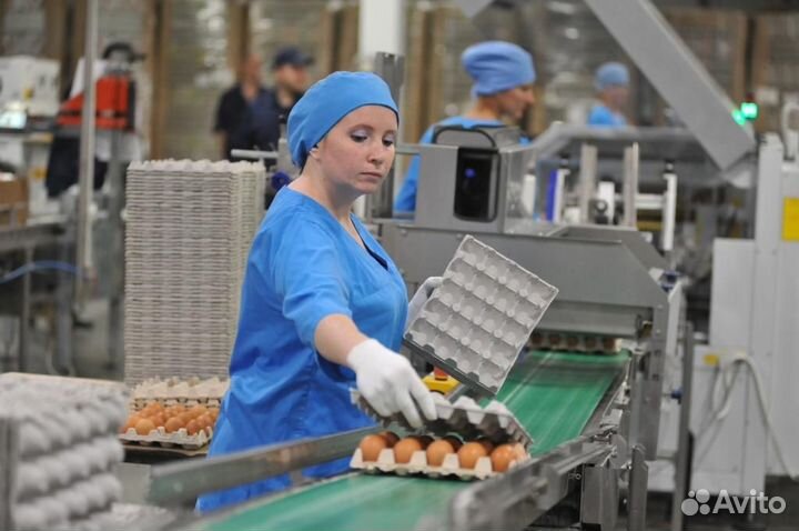 Вакансия на птицефабрику без опыта Вахта Пермь