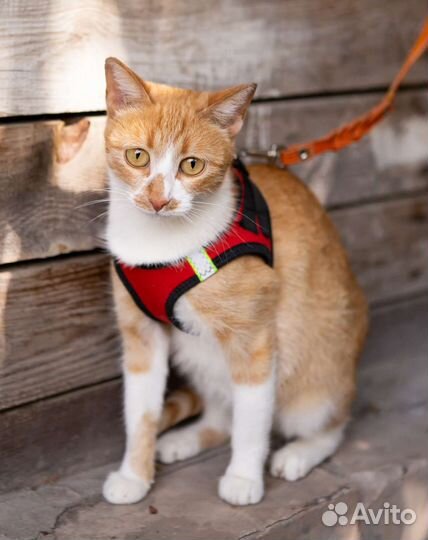 Кошечка Марта