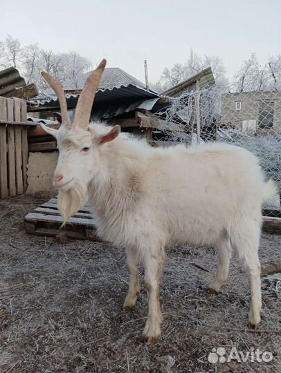 Зынаненский