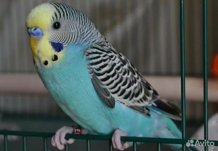 Волнистый попугай