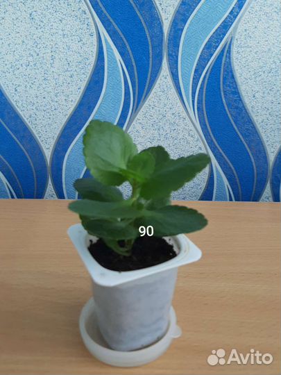 Продам цветы комнатные