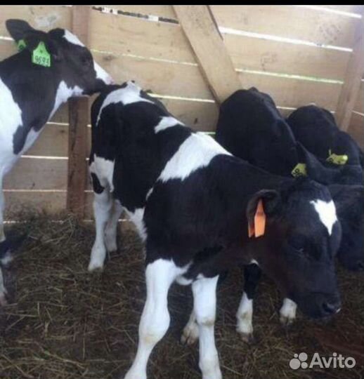 Телята бычки