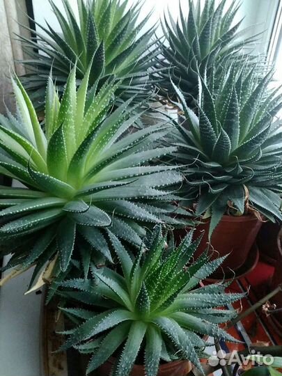 Золотой Ус Растение лекарственное Алоэ Саженцы