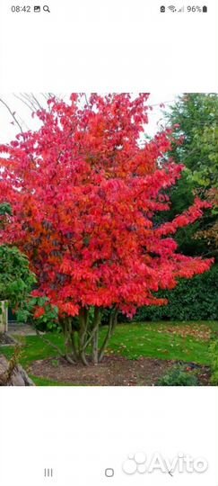 Саженцы декоративных культур