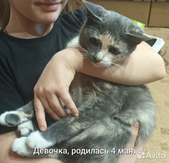Котёнок+лоток+совок+наполнитель+молоко