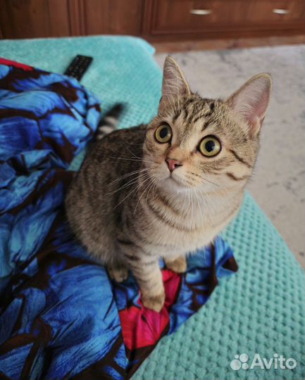 Шотландский метис