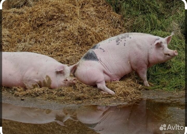 Свиньи живым весом