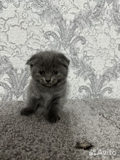 Британские котята