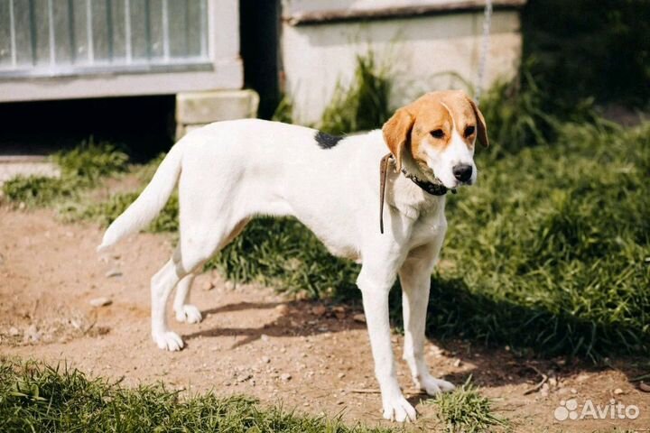 Собачка Найда