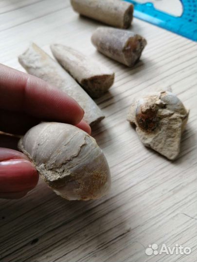Белемнит чёртов палец ракушка панцирь