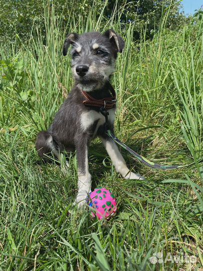 Щенки в добрые руки