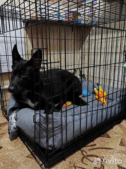 Клетка для собак усиленная №5 + поддон в комплекте