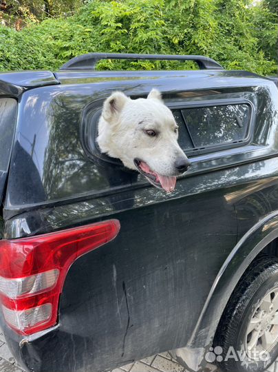 Зоотакси, Перевозка животных, домашних животных