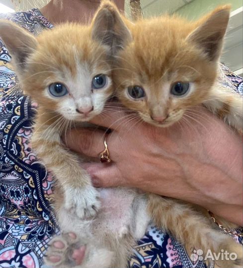 Рыжики в добрые руки