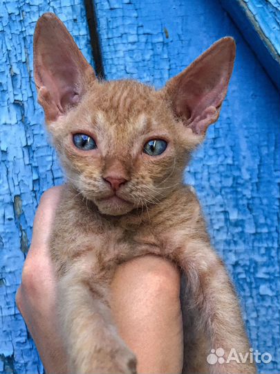 Котята сфинска