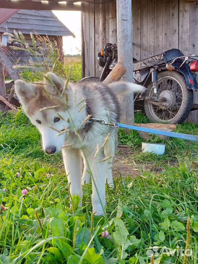 Собака в добрые руки 5 месяцев