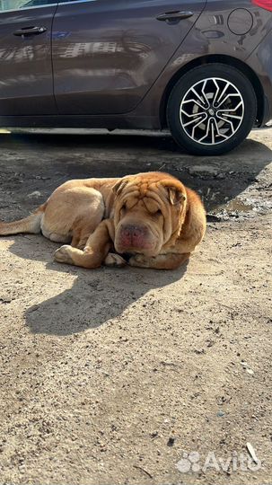 Шарпей в добрые руки