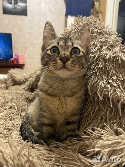 Котенок в добрые руки