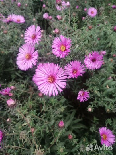 Сентябринки