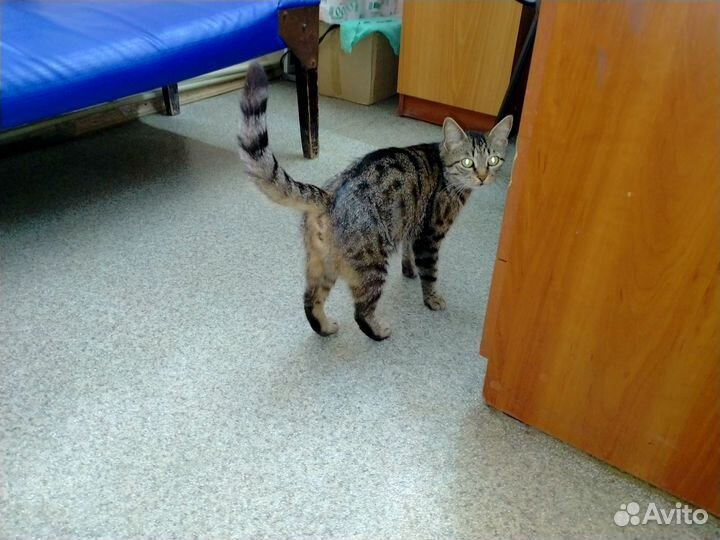 Котята в хорошие руки