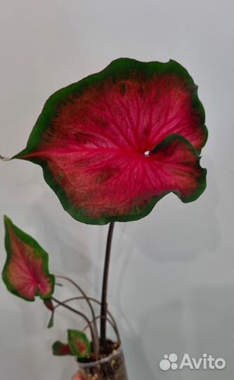 Каладиум сальса