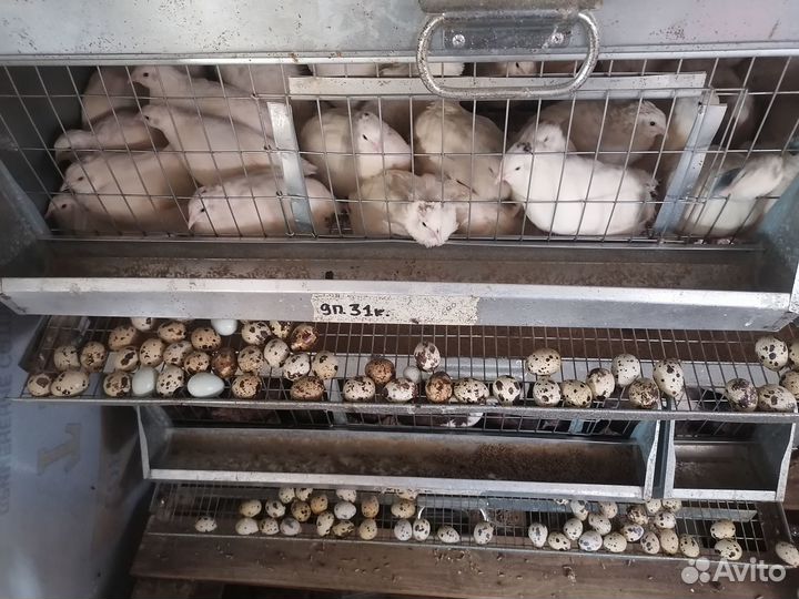 Яйца перепелиные