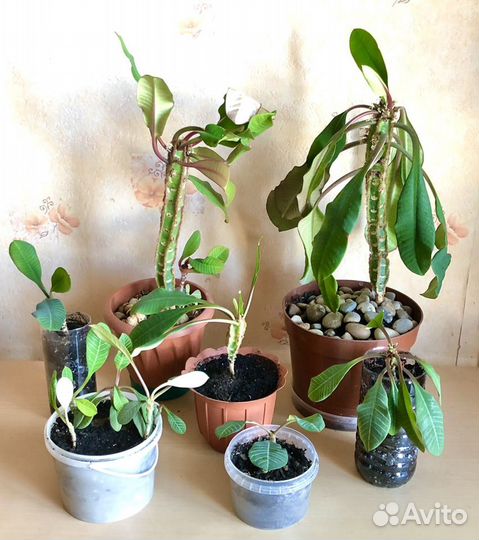 Молочай (Эуфорбия беложильчатая)