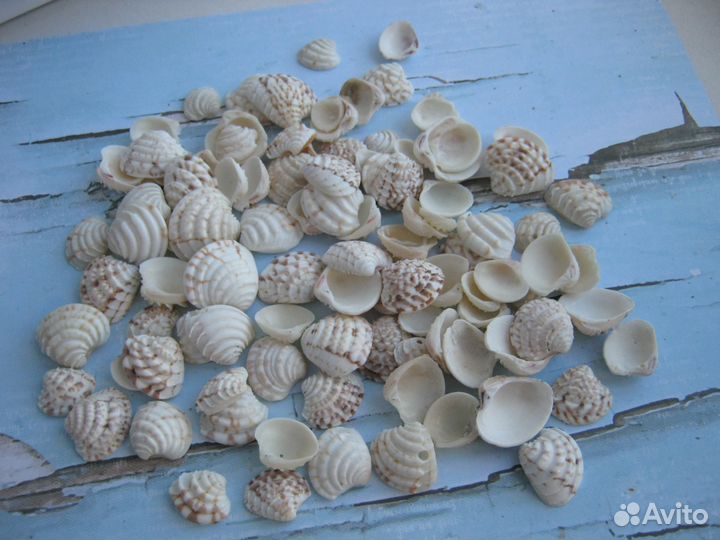 Ракушки натуральные
