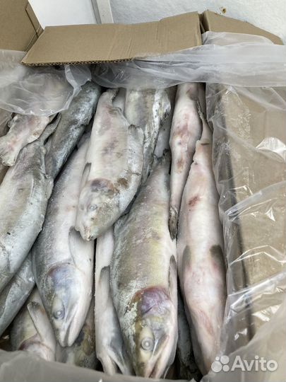 Горбуша штучной заморозки