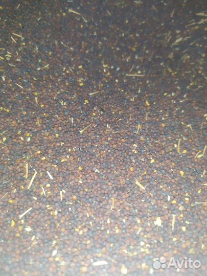 Семена горчицы черной