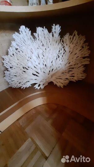 Гигантский коралл