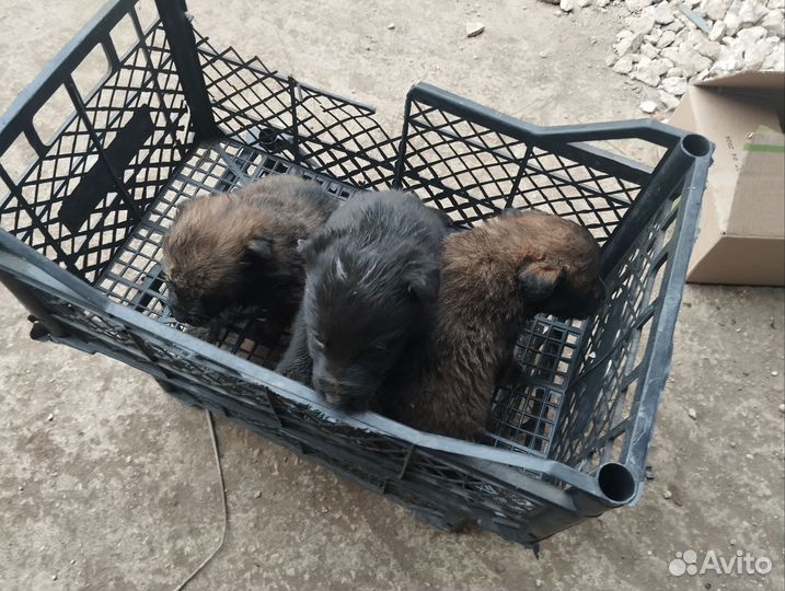 Щенки в дар