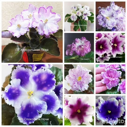 Разные сорта фиалок