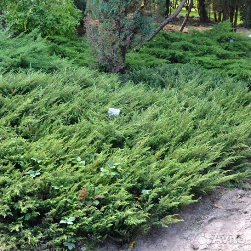 Можжевельник обыкновенный Green Carpet - Грин Карп