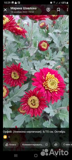 Хризантема корейская