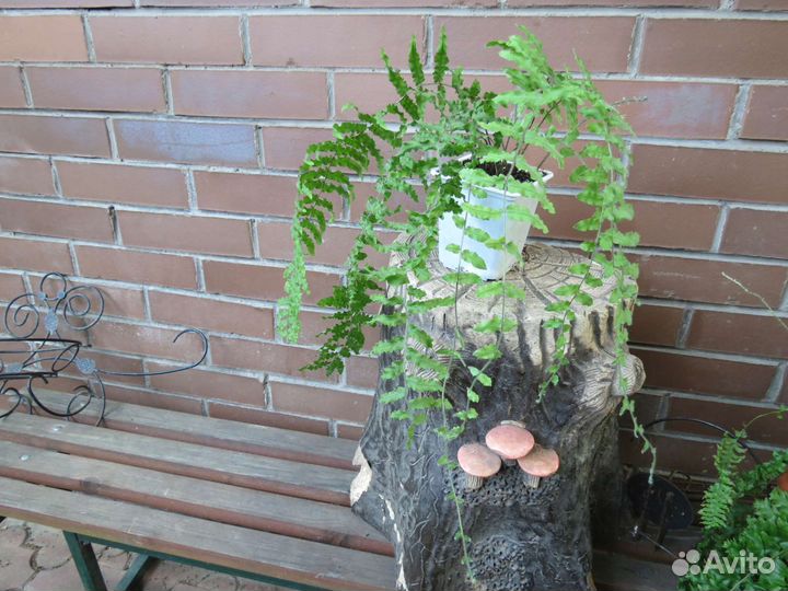 Goniophlebium subauriculatum