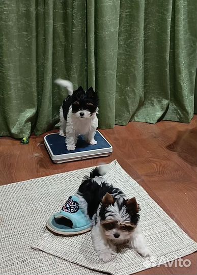 Щенки бивера