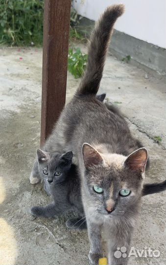Котята отдам бесплатно