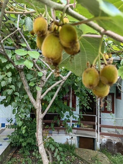 Комната 20 м², 2/2 эт.